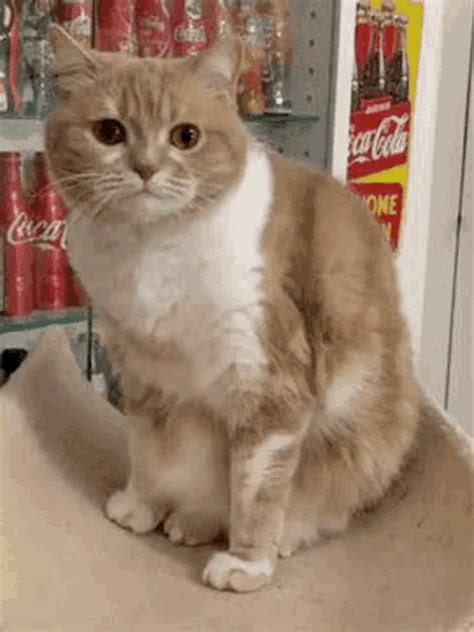 Cat Kitty GIF - Cat Kitty Tongue - Discover & Share GIFs