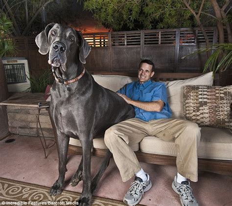 Giant George the world's tallest dog EVER who stood over 7ft tall on ...