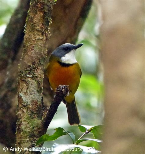 A.W.Birder: Always on the lookout for fine birds...: New Caledonian Endemic Birds