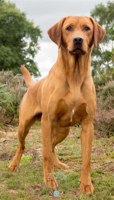 55 Top Images Fox Red Labrador Puppies Indiana : Do Red Fox Labs Shed? (Facts, Breed Info ...