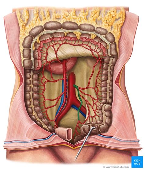 Inferior mesenteric artery: Anatomy and function | Kenhub