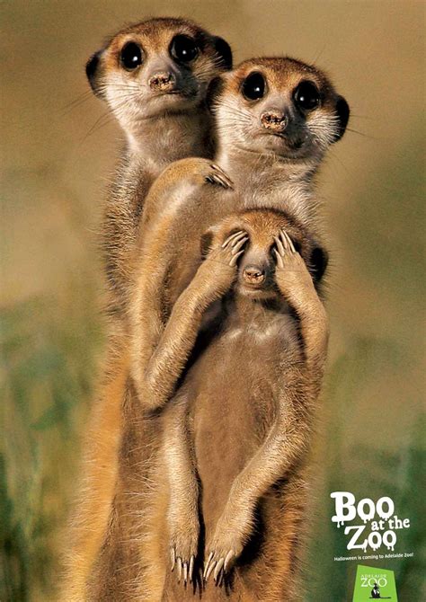 Zoos SA: Boo at the zoo - meerkats | Funny animals, Cute animals, Zoo animals