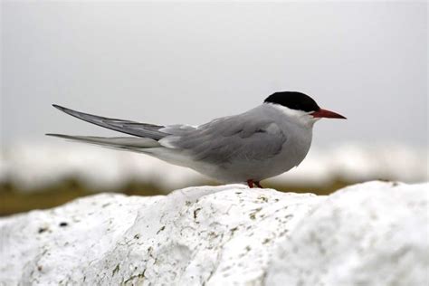 AVES MIGRATORIAS | Características, alimentación y 25 ejemplos