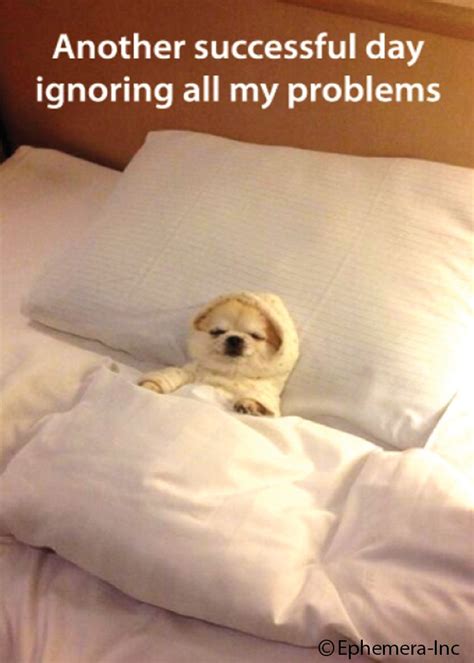 Another successful day of ignoring all my problems | Funny animal memes ...