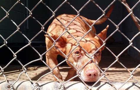 New animal shelter still in the works - The San Diego Union-Tribune