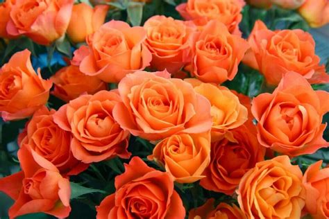 Orange Rose Meaning in the Language of Flowers - Petal Republic