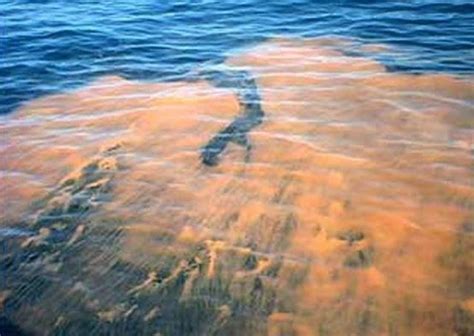 Florida Red Tide latest update: Algae blooms send people to ER, kill animals - al.com