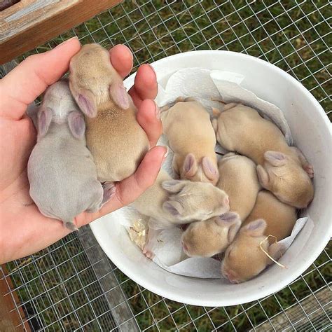 @lovinganimals.dg shared a photo on Instagram: “New born bunnies 🐰💖 Via @lop_world #bunny” • Jan ...