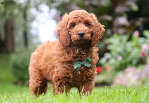 Irish Doodle Puppies For Sale | Greenfield Puppies