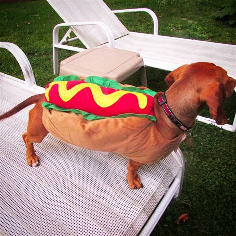 Who wore it best? Choose which weiner dog makes the best weiner – SheKnows