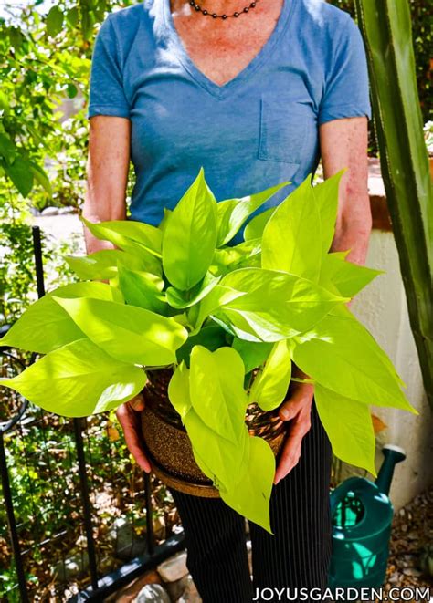 Neon Pothos Care: A Vibrant Chartreuse Houseplant