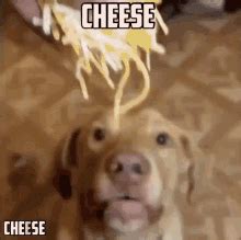 cheese GIFs | Tenor