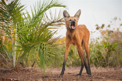 Maned Wolf | Sean Crane Photography