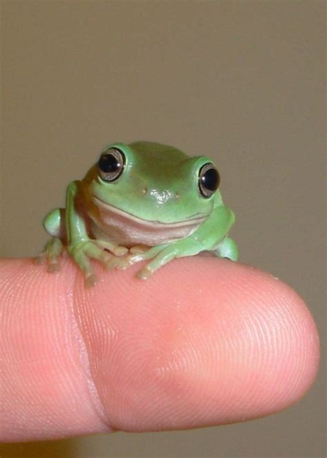 Pin by karin holloway on amphibians | Whites tree frog, Tree frogs, Pet frogs