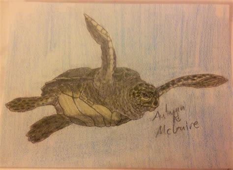 Green Sea Turtle by Crazyaniknowit on DeviantArt