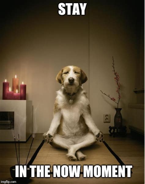 dog meditation funny - Imgflip