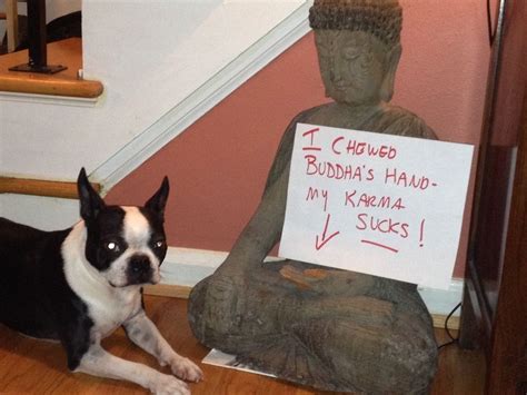 Bad Dogma | Funny dog memes, Dog shaming funny, Dog shaming