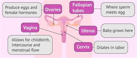 Flow chart of the internal female reproductive organs