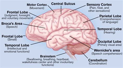 Brain Diagram with Labeled Parts Awesome Brain Labeled | Human brain ...