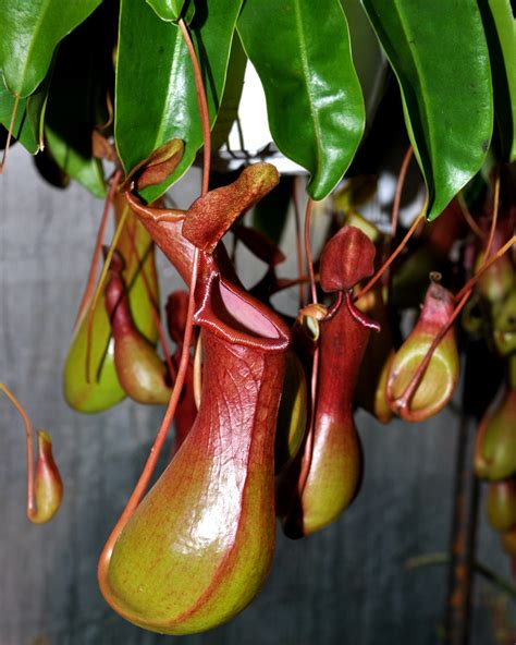 Pitcher Plant – Guardado Garden Center