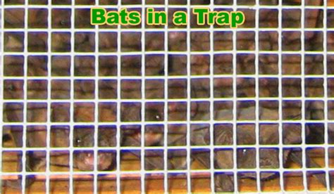 Bat Trapping - Buy a Bat Trap