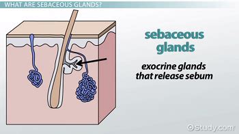 What Are Sebaceous Glands? - Definition & Function - Video & Lesson ...