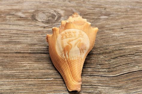 Engraved Conch Shell On Wood Free Stock Photo - Public Domain Pictures