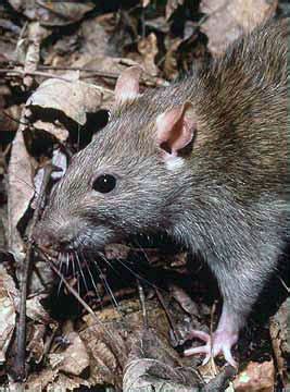 Rattus - Wikipedia