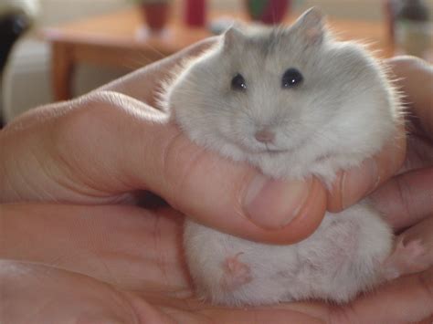 Dwarf Russian Hamster Winter White | cdrussorusso | Flickr