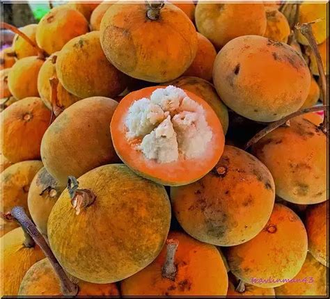 STOP CANCER AND ALZHEIMER'S WITH CONSUME HEALTHY SANTOL FRUIT