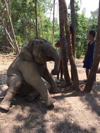 Elephant Jungle Sanctuary Chiang Mai - All You Need to Know Before You Go (with Photos ...