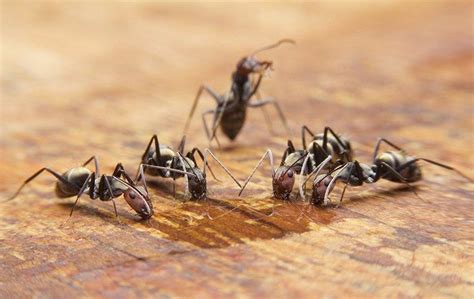 The Trick To Getting Rid Of An Ant Infestation In Your Murrieta Home