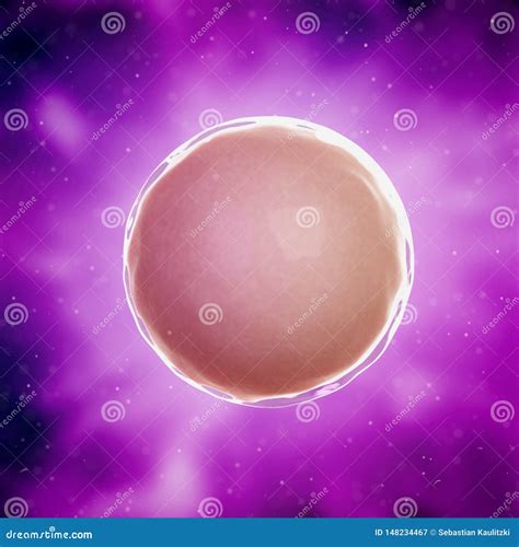 A fertilized egg cell stock illustration. Illustration of reproduction - 148234467