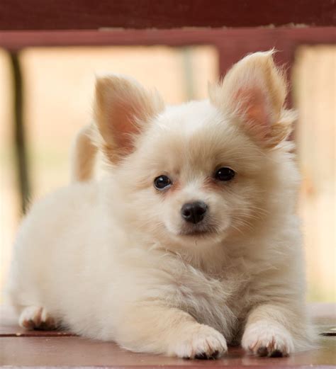 88+ Chihuahua Pomeranian Mix Puppies For Sale - l2sanpiero