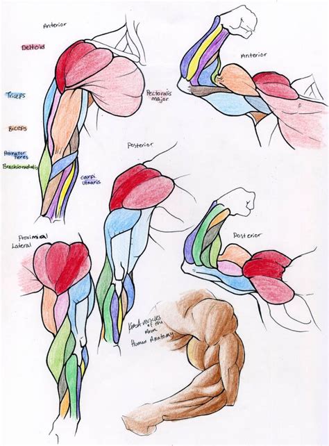 Arm Muscle Anatomy, Arm Anatomy, Anatomy Study, Anatomy Drawing, Anatomy Reference, Anatomy Art ...