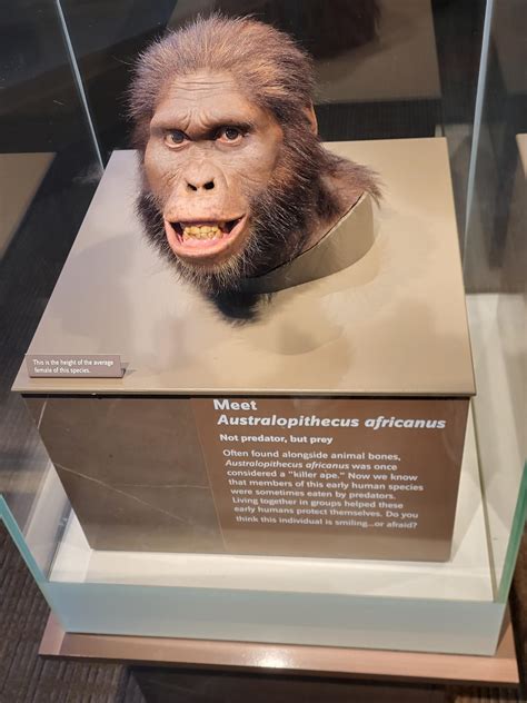 Australopithecus Africanus by Xela-The-Conqueror on DeviantArt