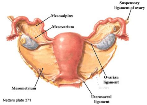 Female Reproductive System Anatomy (Exam 3) Flashcards | Quizlet