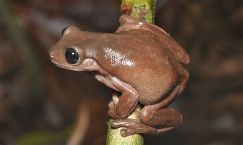 Biólogos descubren nueva especie de rana que parece hecha de chocolate - Robotitus