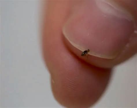 The size of an adult flea on a human finger nail.