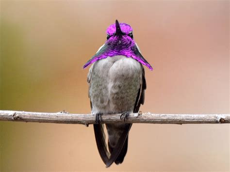 Costa's Hummingbird - eBird