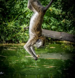 Crab-eating Macaque (Macaca fascicularis) fishing food out… | Flickr