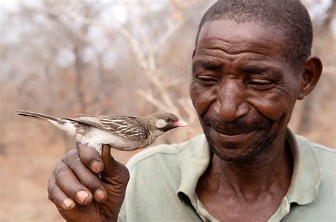 Birds that lead people to honey recognize local calls from their human helpers | Science | AAAS