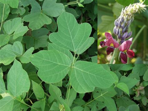 Did You Know You Can Eat Kudzu? | Kitchn