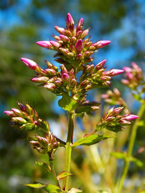 Budding Flower by iwolf121 on DeviantArt