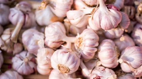 7 BENEFITS OF AGED GARLIC - Tonic Health