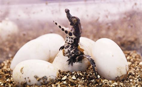 A West African dwarf crocodile hatches from its egg Image - ID: 308823 - Image Abyss