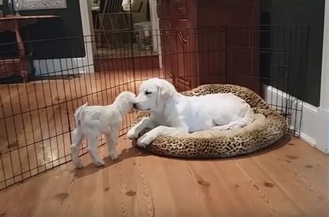 WATCH: Baby goat and puppy make cutest friendship | king5.com