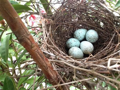 NestWatch | Black-headed Grosbeak eggs - NestWatch