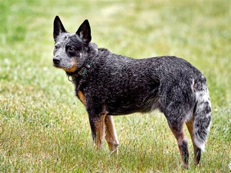 About Australian Cattle Dog: Basics of Australian Cattle Dog Training