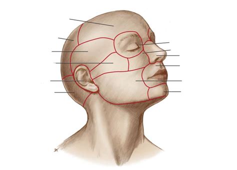 Head bones/terms Diagram | Quizlet